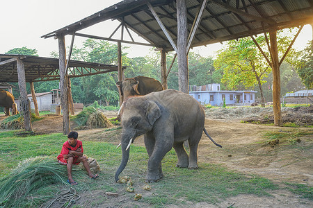尼泊尔奇特旺国家公园大象背景图片
