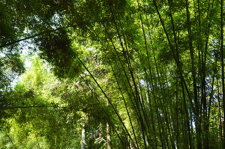 福建武夷山风景区风光背景图片