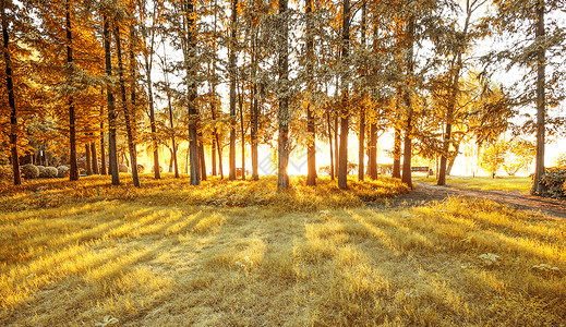 阳光下小树林秋天设计图片