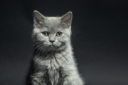 猫动物日截短高清图片