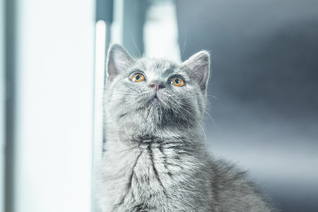 抬头朝天呜叫抬头望天的猫背景