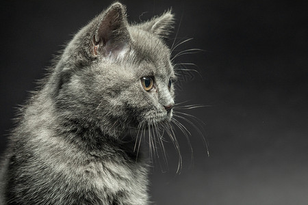 可爱灰色小猫黑背景下的猫背景