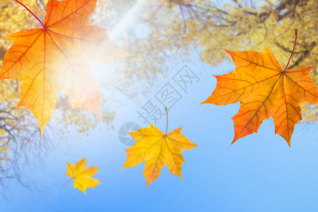 干净树叶秋天落叶设计图片