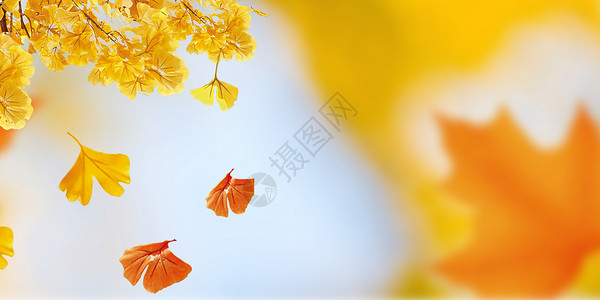 秋天背景枫叶电机素材高清图片