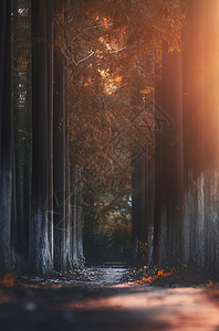 红杉林胭脂树红高清图片
