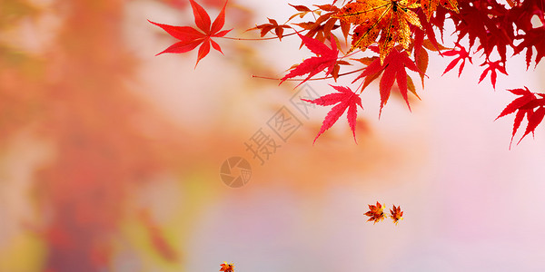 秋天红枫叶背景高清图片
