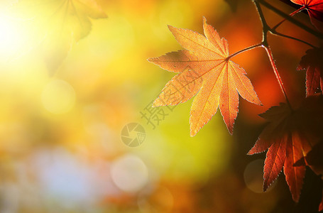 阳光下的落叶枫叶设计图片