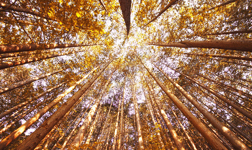 高大树林秋天背景设计图片