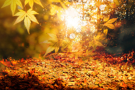 地上树叶秋季枫叶林设计图片