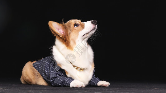 威尔士柯基可爱的柯基犬背景