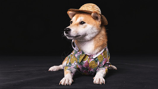 狗狗衣服柴犬狗背景