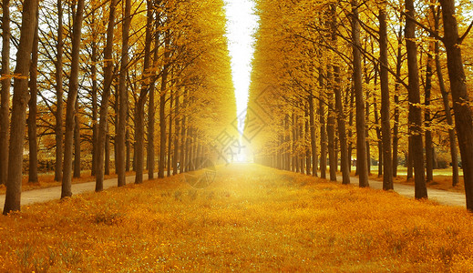 落叶树林大道秋天背景设计图片