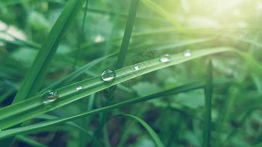 露水草阳光晨露设计图片