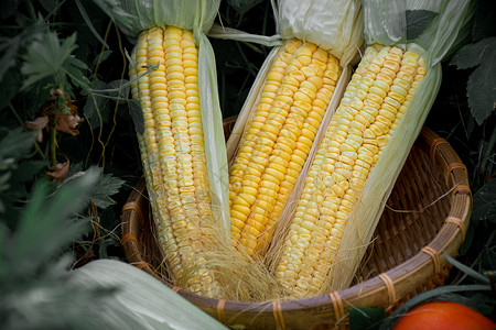三根杂粮玉米高清图片