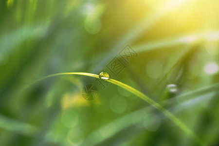 露水草阳光白露设计图片