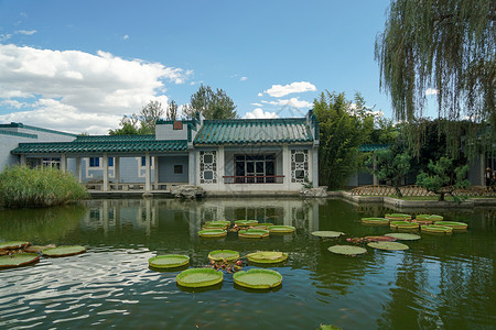 荷花盆景北京植物园景色背景