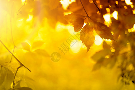 秋天枫叶美景图片