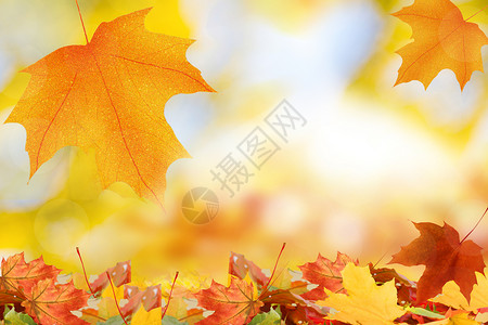 秋天背景秋意正浓高清图片