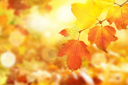栗子和红叶秋季背景设计图片