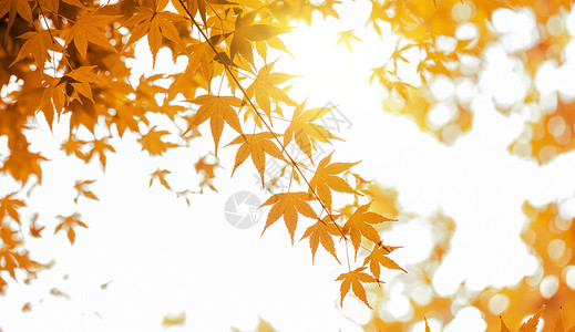 幸福季节清白照秋天树叶设计图片