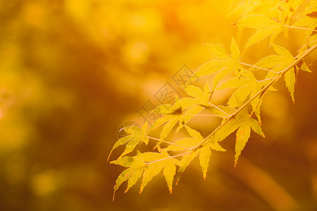 阳光下的梧桐叶秋季设计图片