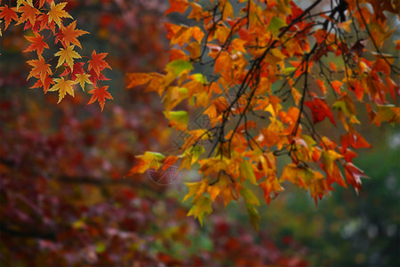 风景唯美彩色秋天设计图片