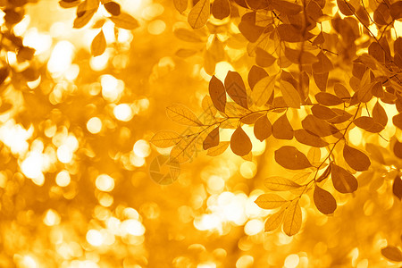 秋的森林秋天美景设计图片