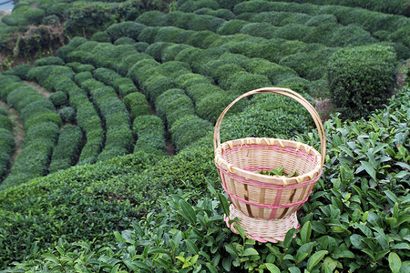 茶园里采茶茶业背景高清图片