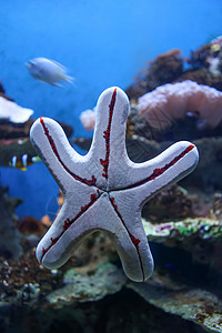 水下的海星图片