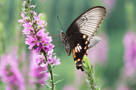 紫色花蝴蝶薰衣草上的花蝴蝶授粉背景