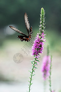 薰衣草上的花蝴蝶高清图片