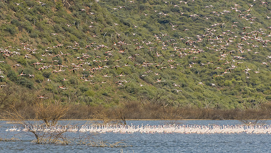 肯尼亚野生鸟群图片