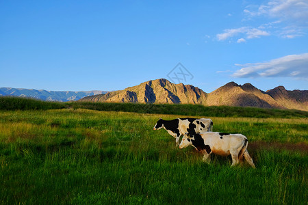 哈萨克族新疆哈密巴里坤湖背景