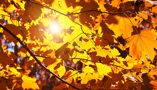 幸福季节清白照秋天落叶设计图片