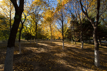 奥林匹克森林公园的秋色背景图片