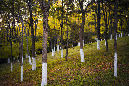 奥林匹克森林公园的秋天树林图片
