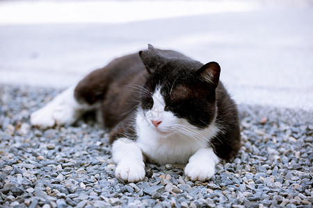 慵懒猫咪流浪小动物高清图片