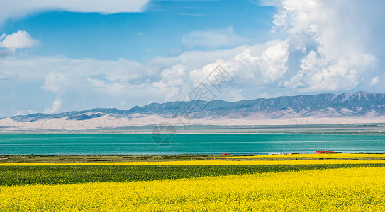 红色花的照片青海湖风光背景
