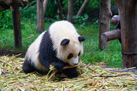 吃甘蔗玩耍的大熊猫背景