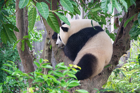 成都大熊猫繁育基地玩耍的大熊猫背景