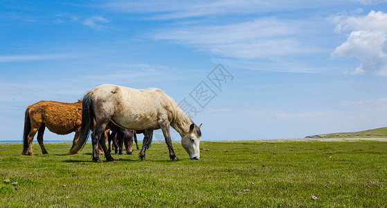 白马吃草草原上吃草的马背景