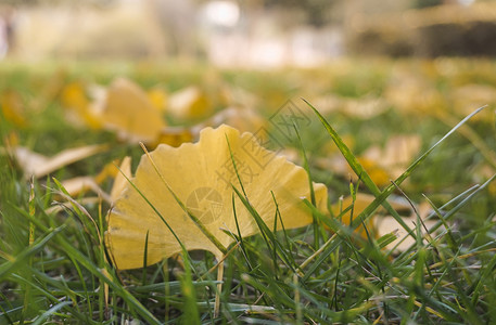 公园草坪上满地的金黄色银杏叶高清图片