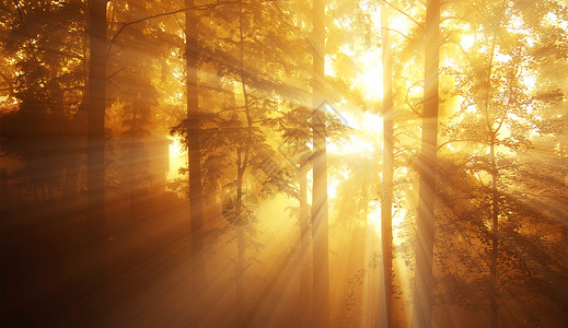 秋天心情树林秋天的阳光设计图片