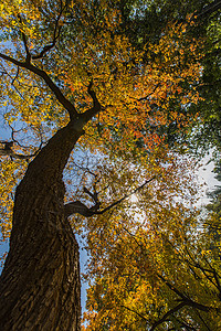 秋天的参天大树图片
