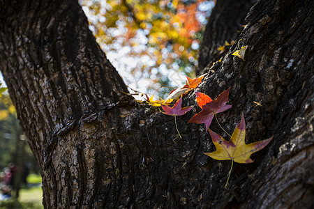 秋色落叶背景图片