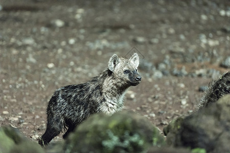 非洲肯尼亚野生鬣狗高清图片