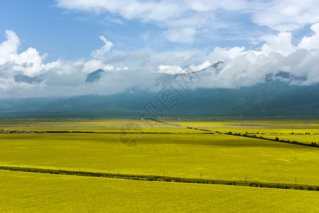 门源油菜花青海门源油菜花海高清图片