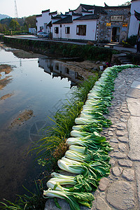 皖南著名泾县古村晒白菜背景