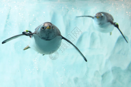 两只超萌企鹅珠海长隆海洋世界的企鹅背景