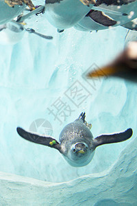 横琴湾珠海长隆海洋世界的企鹅背景